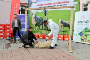 Koyun yeti�tiricilerine �aftl� k�rk�m makinesi da��t�m� yap�ld�